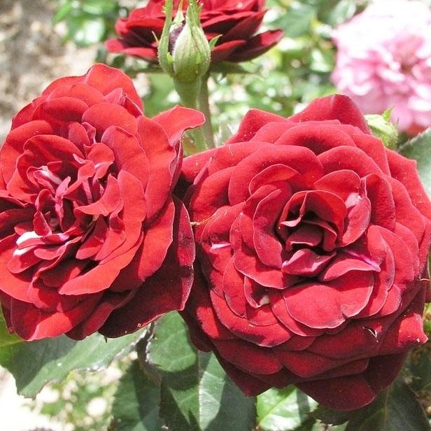 Роза флорибунда Лаваглут (Lavaglut) купить выгодно ✵ Сады-Эдема.рф –  интернет магазин растений для сада